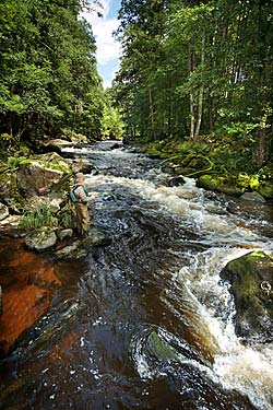 Die Ilz - Flusslandschaft der Jahre 2002/2003