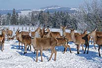 Wildspezialitäten im Schätzlhof Ruderting